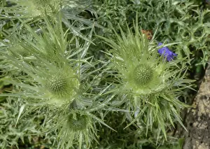 Bob Gibbons: Silver Eryngo, Eryngium spinalbum, in flower in