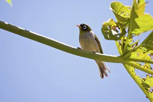 Lateralis: Silver-eye - distinctive dark-headed subspecies