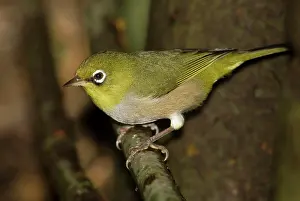 Lateralis: Silver-eye / Silvereye - the green-backed Western