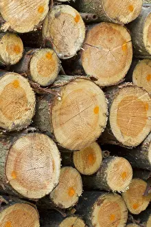 Abies: Silver fir logs (Abies alba)