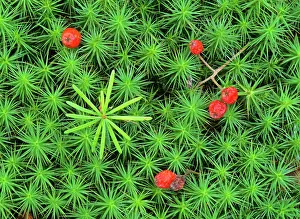 Firs: Silver fir seedling - growing amidst Common Hair
