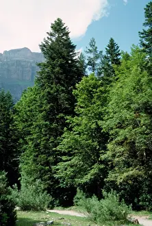 Firs: SIlver Fir - amongst trees