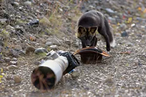 Telephoto: Silver Fox - a curious Silver Fox (a colour variation