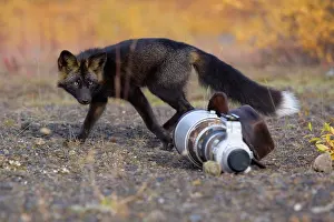 Telephoto: Silver Fox - a curious Silver Fox (a colour variation