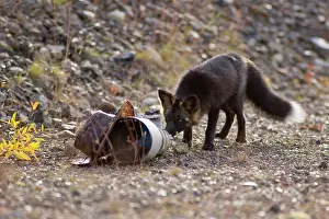 Telephoto: Silver Fox - a curious Silver Fox (a colour variation