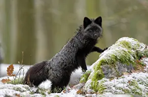 Deformity: Silver fox (vulpes vulpes), captive, at snow, Czech