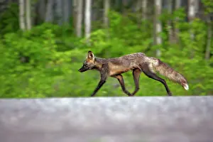 Alongside: Silver Fox walking alongside rural road