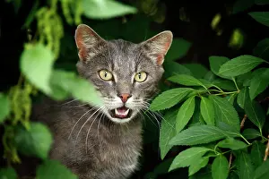 Lurk: Silver-gray cat sitting in the bushes silbergrauer