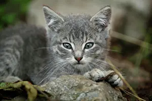 Feral: Silver-gray tabby kitten, about 10 weeks, semi-feral