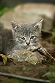 Feral: Silver-gray tabby kitten, about 10 weeks, semi-feral