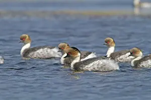 Occipitalis: Silver Grebe