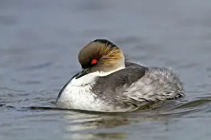Occipitalis: Silver Grebe