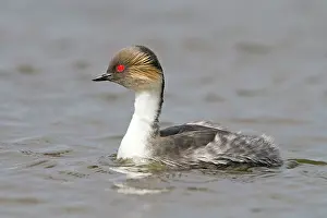 Occipitalis: Silver Grebe
