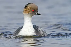 Occipitalis: Silver Grebe