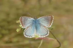 Bavarian: Silver-green blue (Lysandra coridon) Other animals
