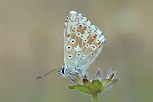 Bavarian: Silver-green blue (Lysandra coridon) Underside Other