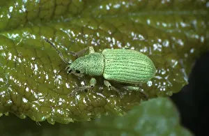 Argentatus: Silver green leaf weevil (Phyllobius argentatus)