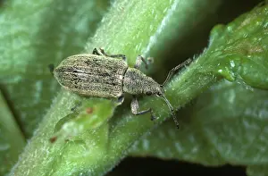 Argentatus: Silver-green Leaf Weevil (Phyllobius argentatus)