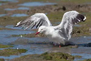 Chroicocephalus: Silver Gull