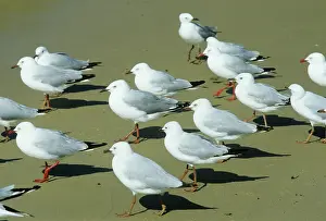 Novahollandiae: Silver Gull