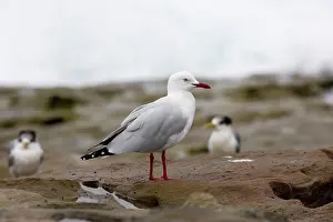 Novaehollandiae: Silver Gull