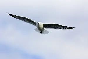 Novaehollandiae: Silver Gull