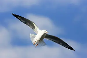 Novaehollandiae: Silver Gull