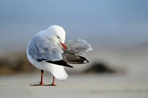 Stewart: Silver Gull