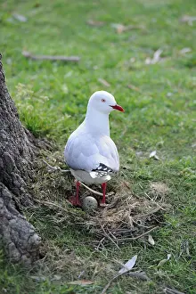 Chroicocephalus: Silver Gull (Chroicocephalus novaehollandiae) in