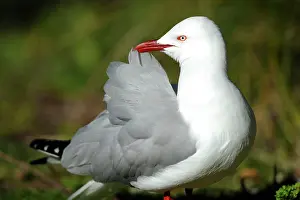 Cleanse: Silver Gull (Chroicocephalus novaehollandiae) grooming