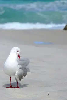 Cleanse: Silver Gull (Chroicocephalus novaehollandiae) grooming