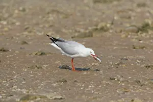 Chroicocephalus: Silver Gull - with fish