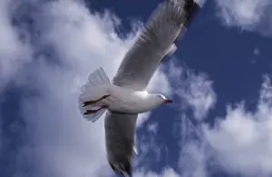 Chroicocephalus: Silver Gull in Flight