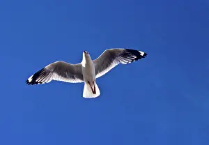 Chroicocephalus: Silver Gull in Flight