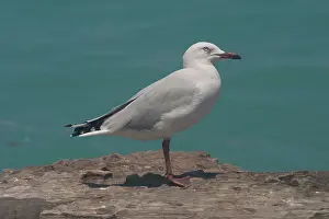 Noisy: Silver Gull - Gregarious, bold, noisy opportunistic