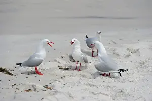 Shout: Silver Gulls (Chroicocephalus novaehollandiae) on