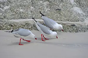 Chroicocephalus: Silver Gulls (Chroicocephalus novaehollandiae) on