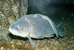 Pat Morris: Silver Lamprey - parasitic on Carp