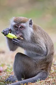 Malaysia: Silver leaf monkey at Melawati Hill, Kuala Selangor, M