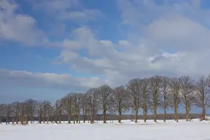 Tilia: Silver Lime - alley in snow - Germany