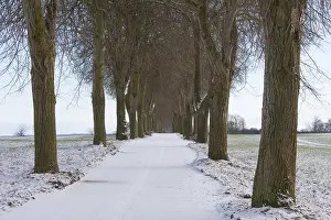 Tilia: Silver Lime - alley in snow - Germany