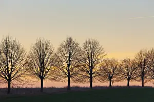 Tilia: Silver Lime - alley at sunset - Germany