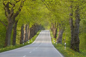 Driving: Silver Lime - avenue in summer - Germany