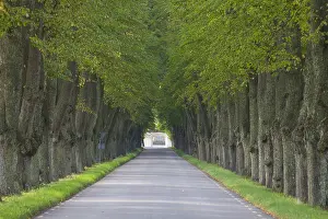 Avenues: Silver Lime - avenue in summer - Sweden