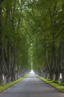 Avenues: Silver Lime - avenue in summer - Sweden