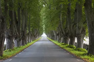Driving: Silver Lime - avenue in summer - Sweden