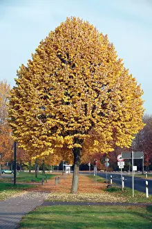 Tomentosa: Silver Lime Tree - by road - autumn