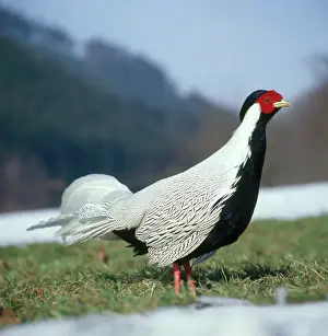 Lophura: Silver Pheasant