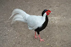 Lophura: Silver Pheasant male