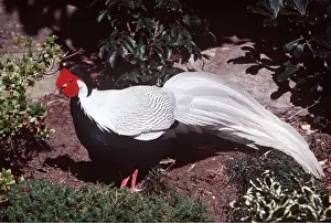 Bonnie Weisser: Silver Pheasant - male